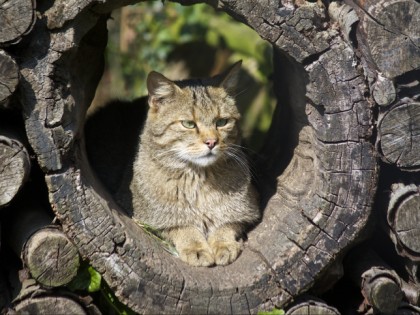 Foto: parks und unterhaltungsorte, Biotop Wildpark Anholter Schweiz, Nordrhein-Westfalen