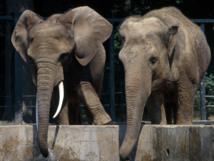 Foto: parks und unterhaltungsorte, Zoologische Garten Rostock, Mecklenburg-Vorpommern