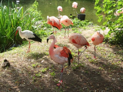 Foto: parks und unterhaltungsorte, Zoologische Garten Rostock, Mecklenburg-Vorpommern