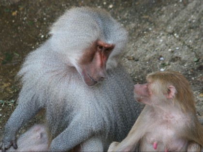Foto: parks und unterhaltungsorte, Neunkircher Zoo, Saarland