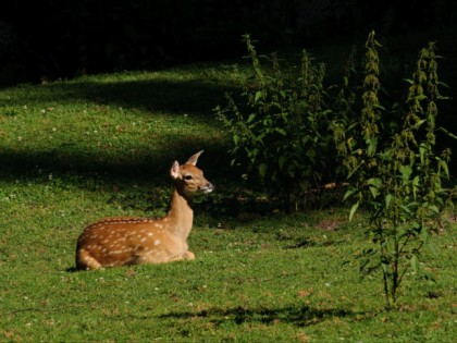 Foto: parks und unterhaltungsorte, Neunkircher Zoo, Saarland