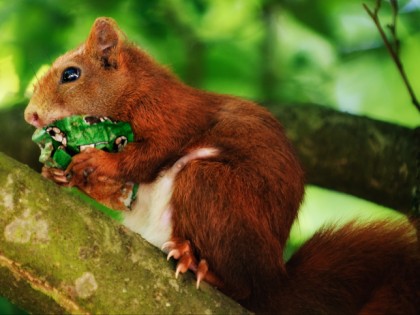 Foto: parks und unterhaltungsorte, Neunkircher Zoo, Saarland