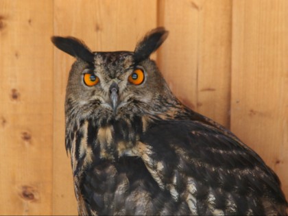 Foto: parks und unterhaltungsorte, Neunkircher Zoo, Saarland