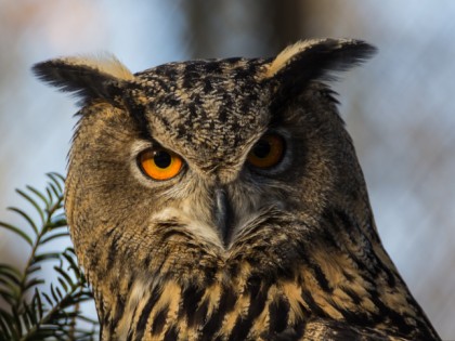 Foto: parks und unterhaltungsorte, Wildpark Pforzheim, Baden-Württemberg