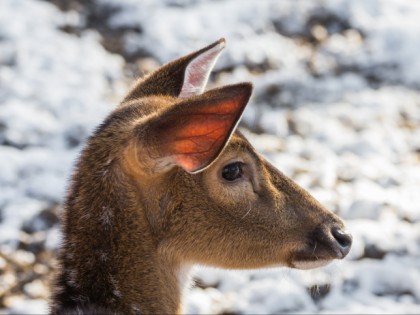 Foto: parks und unterhaltungsorte, Wildpark Pforzheim, Baden-Württemberg