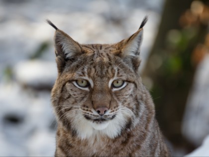 Foto: parks und unterhaltungsorte, Wildpark Pforzheim, Baden-Württemberg