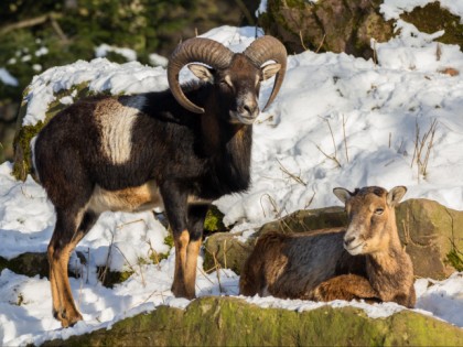 Foto: parks und unterhaltungsorte, Wildpark Pforzheim, Baden-Württemberg