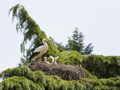 Foto: parks und unterhaltungsorte, andere plätze, Luisenpark Mannheim, Baden-Württemberg