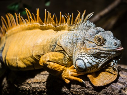 Foto: parks und unterhaltungsorte, Zoo am Meer Bremerhaven, Bremen