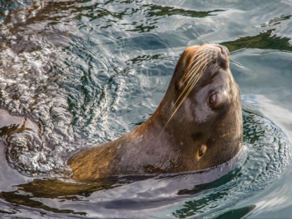 Foto: parks und unterhaltungsorte, Zoo am Meer Bremerhaven, Bremen