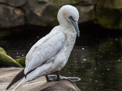 Foto: parks und unterhaltungsorte, Zoo am Meer Bremerhaven, Bremen